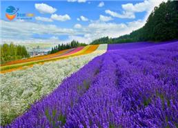 Tour Nhật Bản: Khám Phá Hokkaido Mùa Lavender Hè 2026